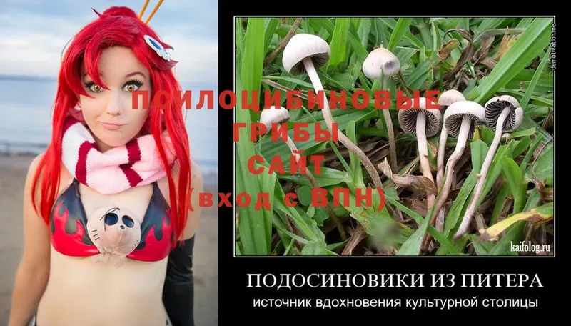 маркетплейс клад  магазин продажи наркотиков  Волжск  Псилоцибиновые грибы Psilocybe 